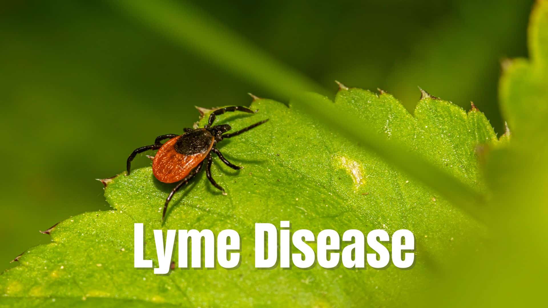 Lyme Disease Symptoms, Causes, Questions Answered